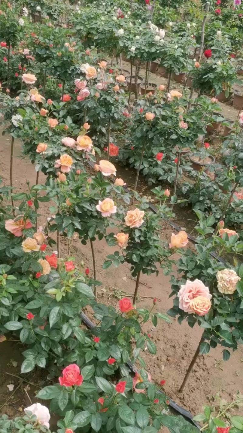 多品种多色欧月棒棒糖，品种多价格优，地面摆放不返苗