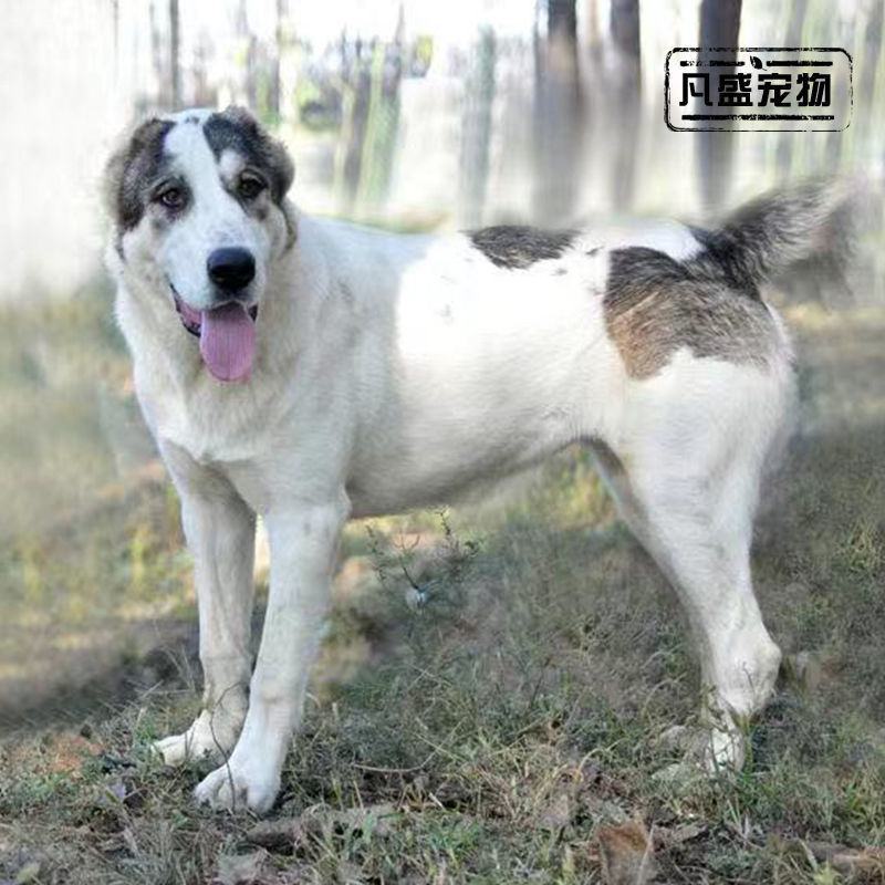 精品纯种中亚牧羊犬幼犬活体大型猛犬看家护院放牧牛羊纯白虎