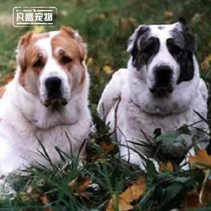 精品纯种中亚牧羊犬幼犬活体大型猛犬看家护院放牧牛羊纯白虎