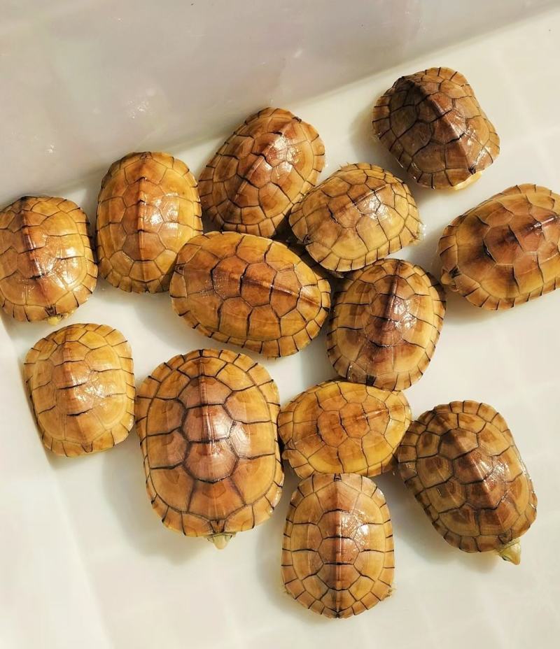 黄喉小青，大量出售个个如图，欢迎各种批发商养殖户本场保证