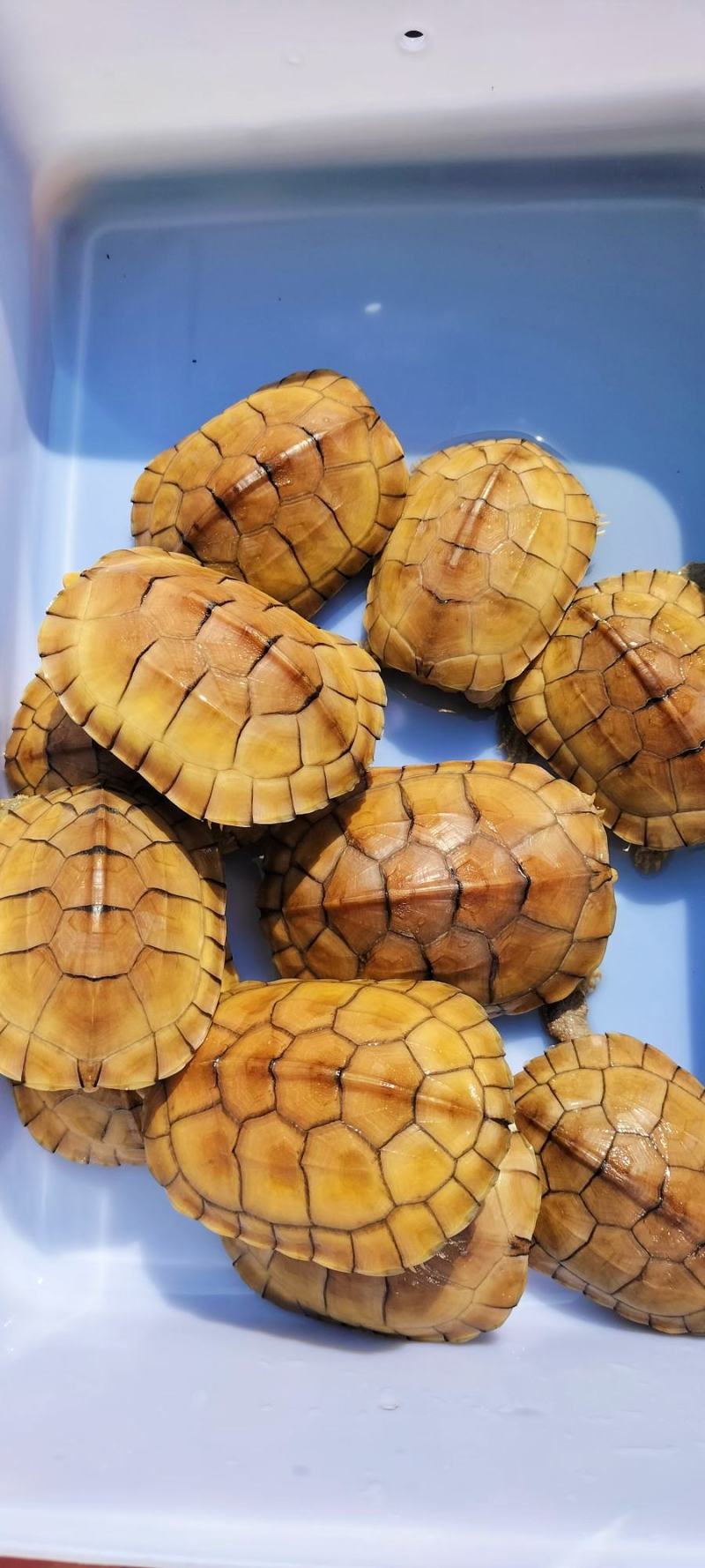 黄喉小青，大量出售个个如图，欢迎各种批发商养殖户本场保证