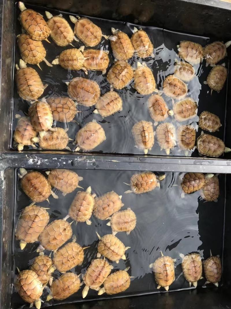黄喉小青，大量出售个个如图，欢迎各种批发商养殖户本场保证