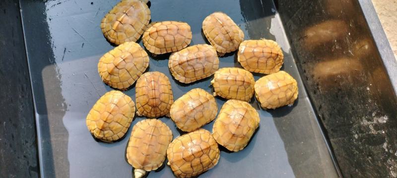 黄喉小青，大量出售个个如图，欢迎各种批发商养殖户本场保证