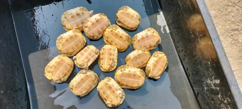 黄喉小青，大量出售个个如图，欢迎各种批发商养殖户本场保证