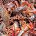 潜江小龙虾，清水小龙虾产地直发货，常年出售小龙虾