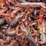 潜江小龙虾，清水小龙虾产地直发货，常年出售小龙虾