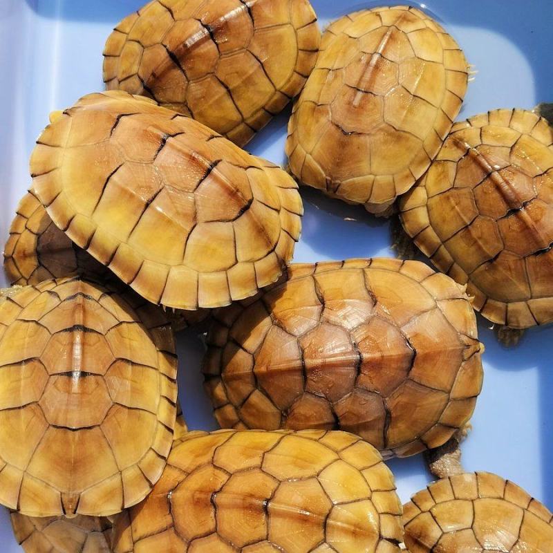 黄喉小青，大量出售个个如图，欢迎各种批发商养殖户本场保证