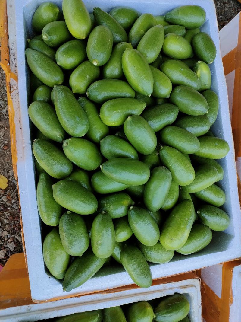 台湾四季香水柠檬