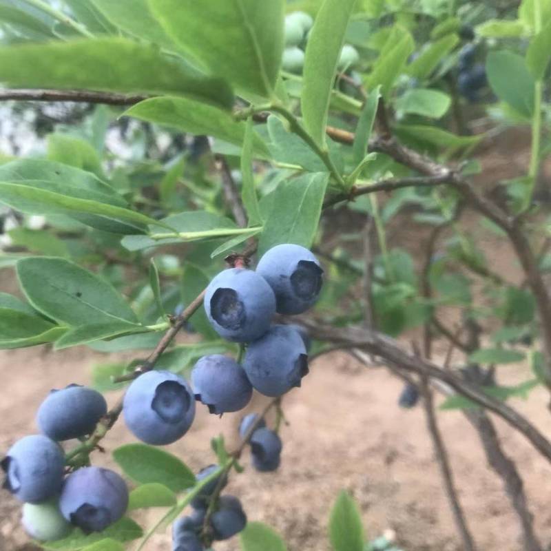 山东日照莓香小镇暖棚绿宝石蓝莓大量上市。