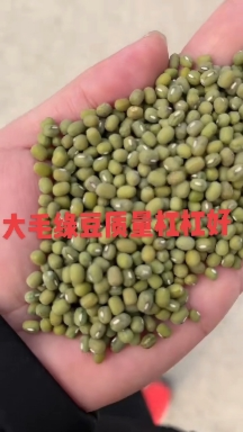 绿豆现货批发（东北进口）毛绿豆皮薄易煮烂袋装50