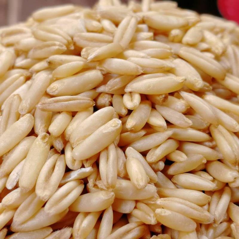大麦现货批发大麦酿酒带壳大麦五谷杂粮袋装100斤