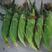 泰系品种太阳花6玉米