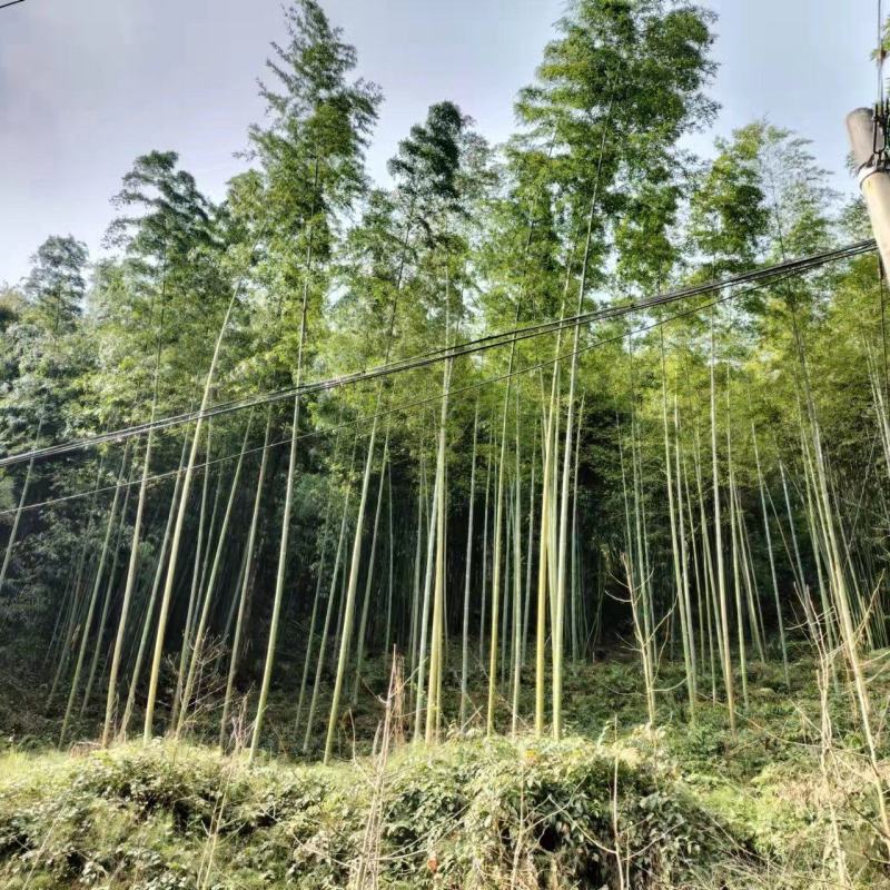 楠竹