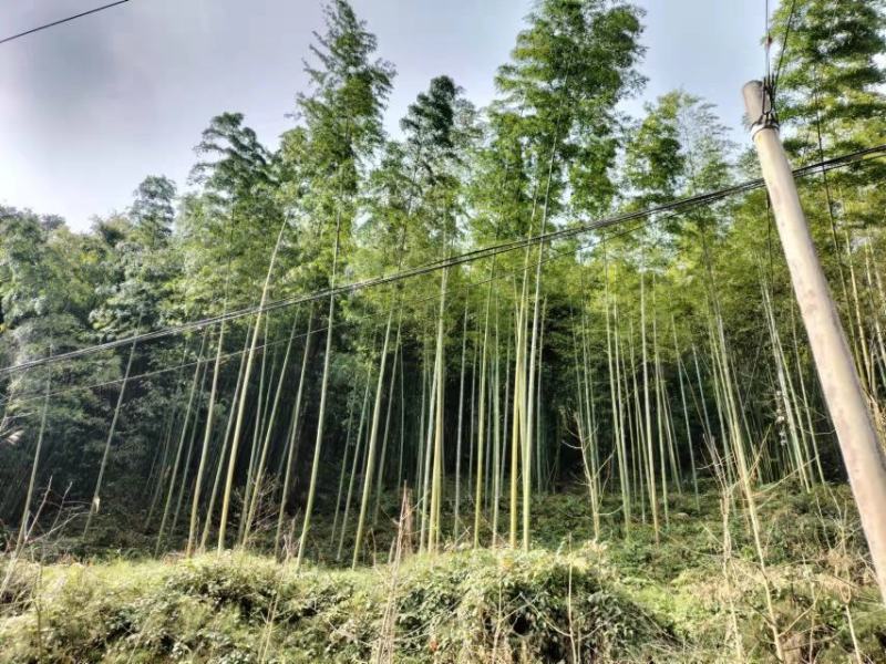楠竹