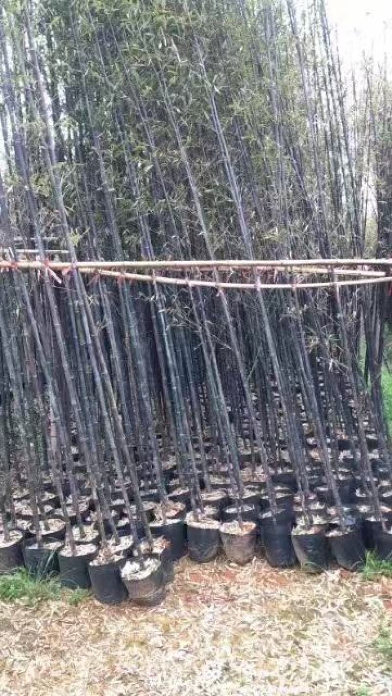 紫竹