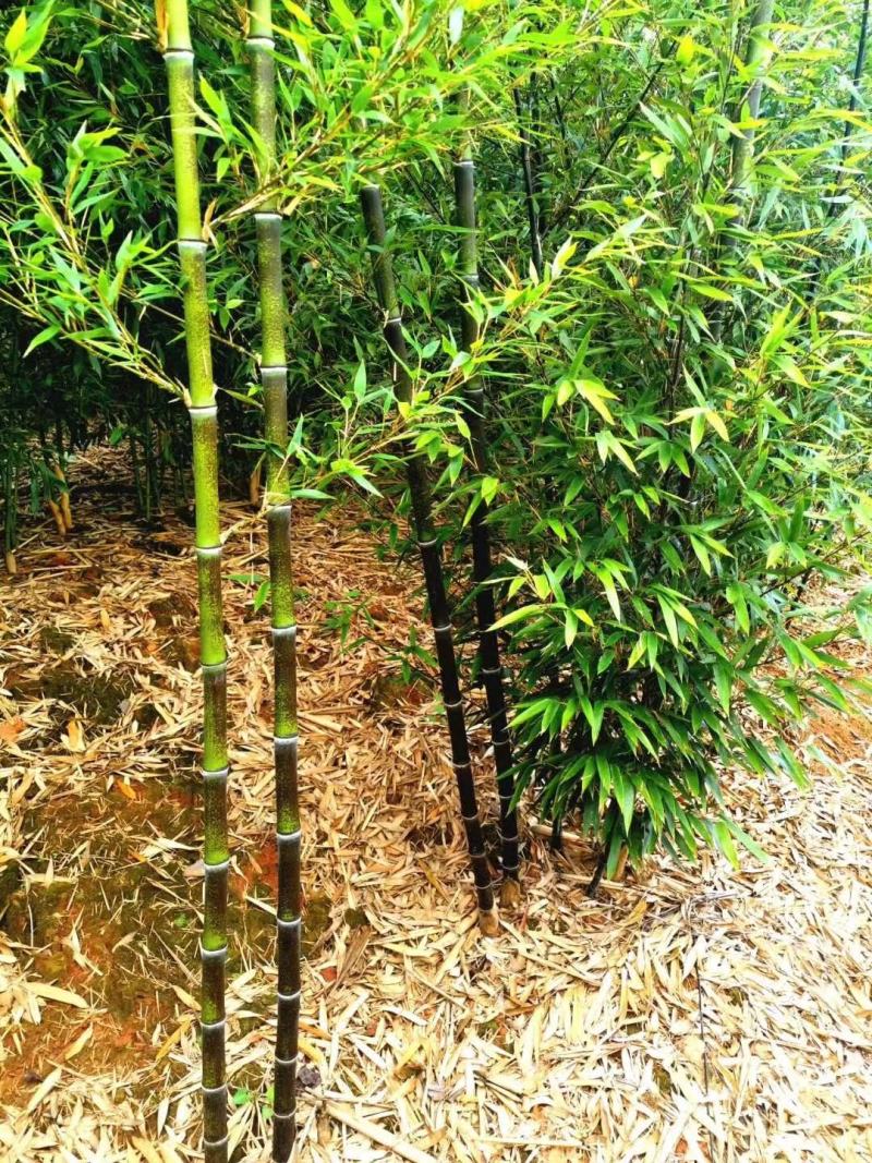 紫竹