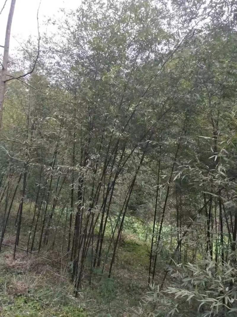 紫竹