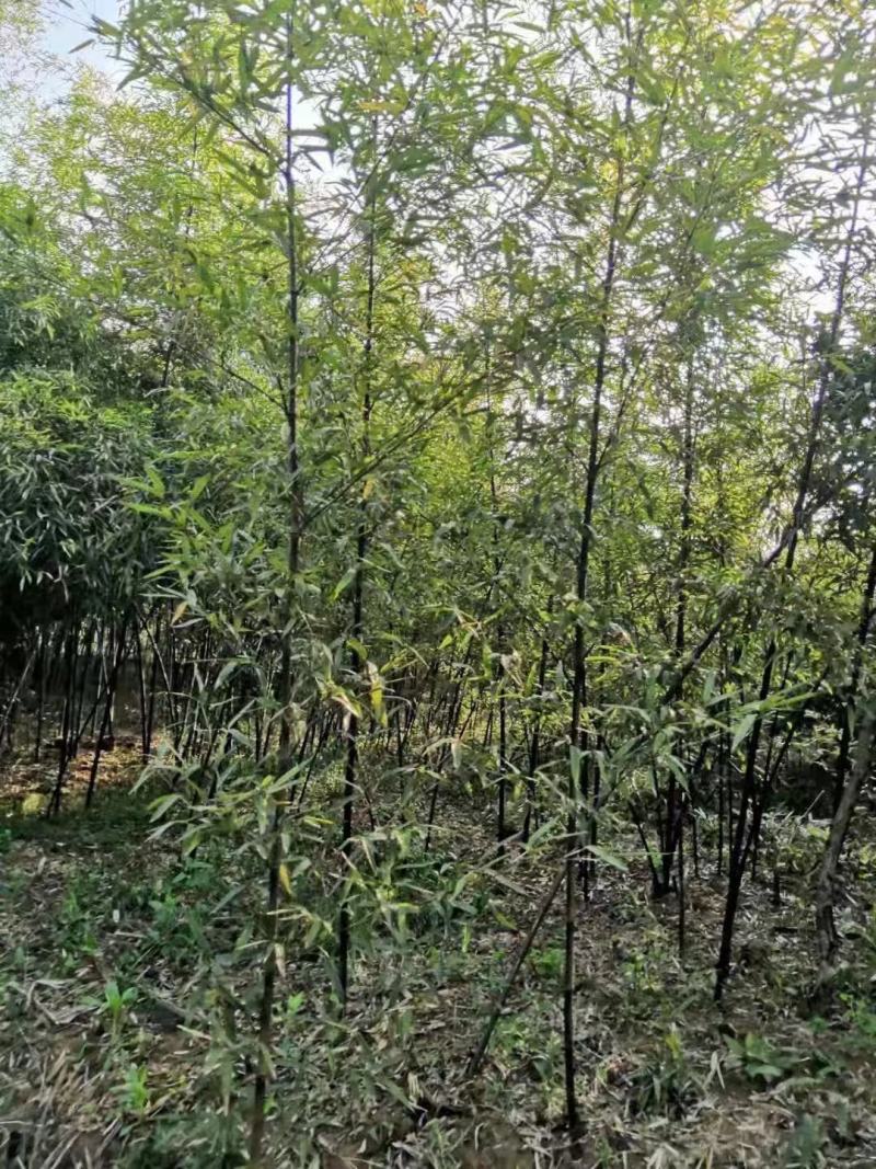 紫竹