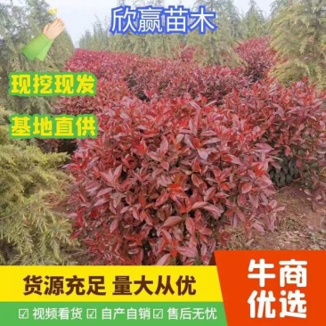 红叶石楠球，基地直供，一手货源，海量供应