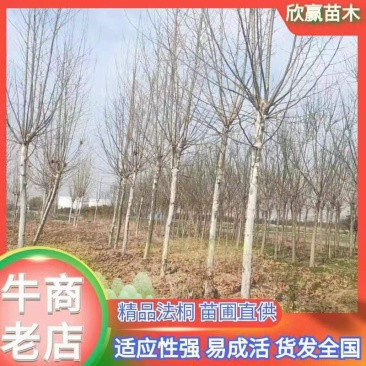 法桐基地直供，价格便宜，量大从优，海量供应