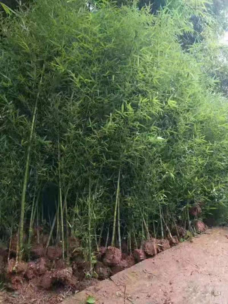 人面竹