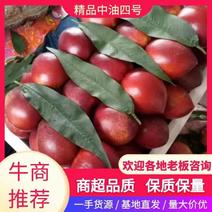 【热卖】辽南中油红油桃大量上市，口感脆甜个头均匀一手货源