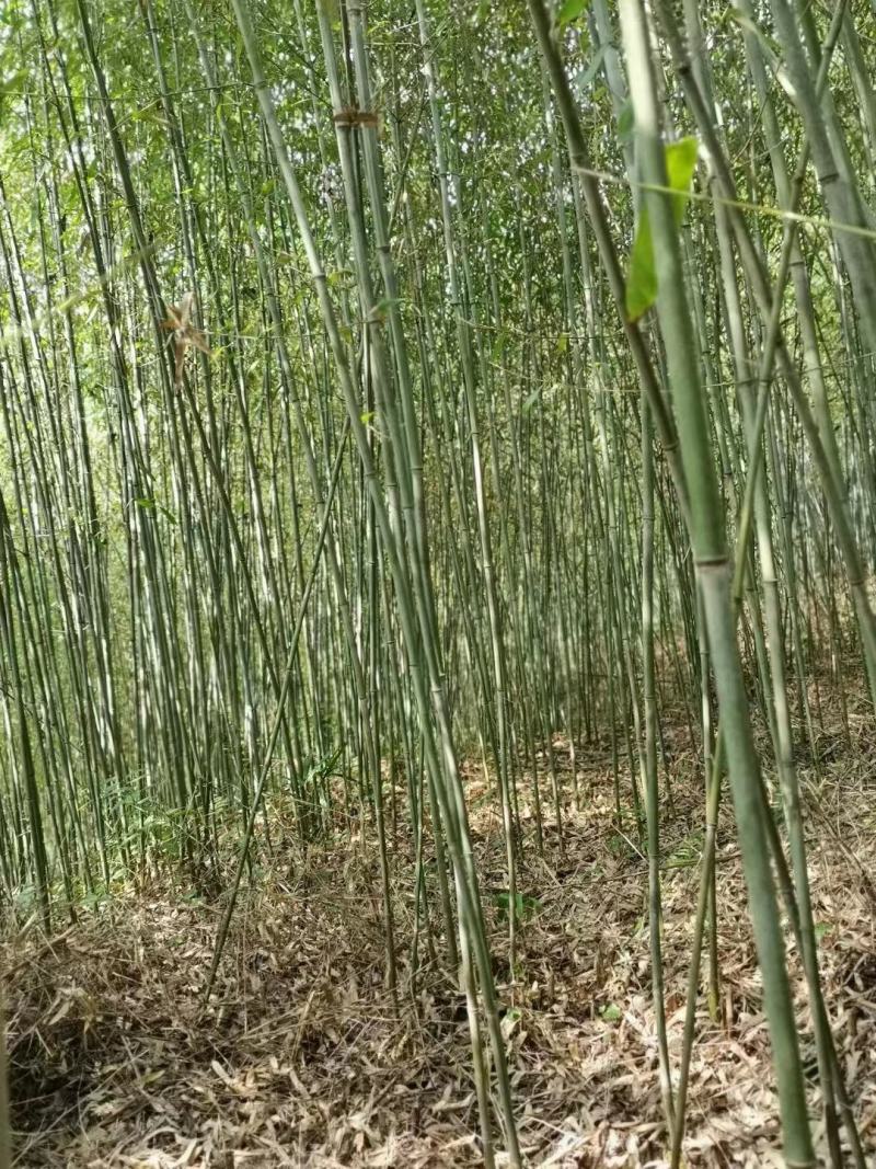 刚竹