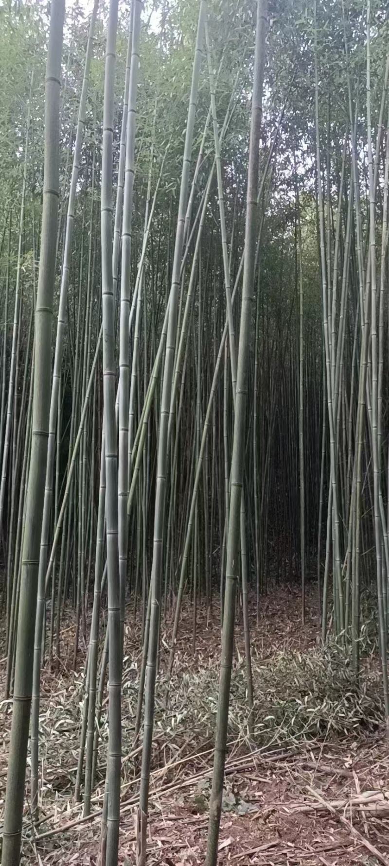 刚竹