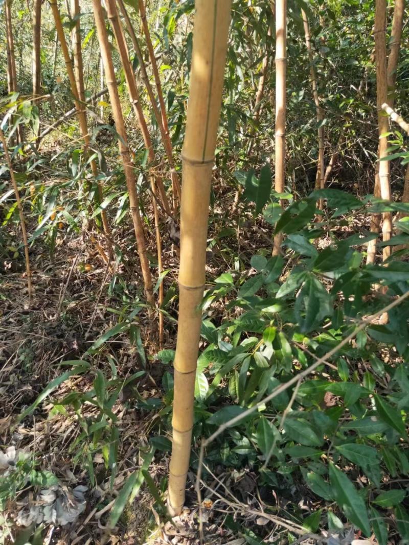 黄金竹