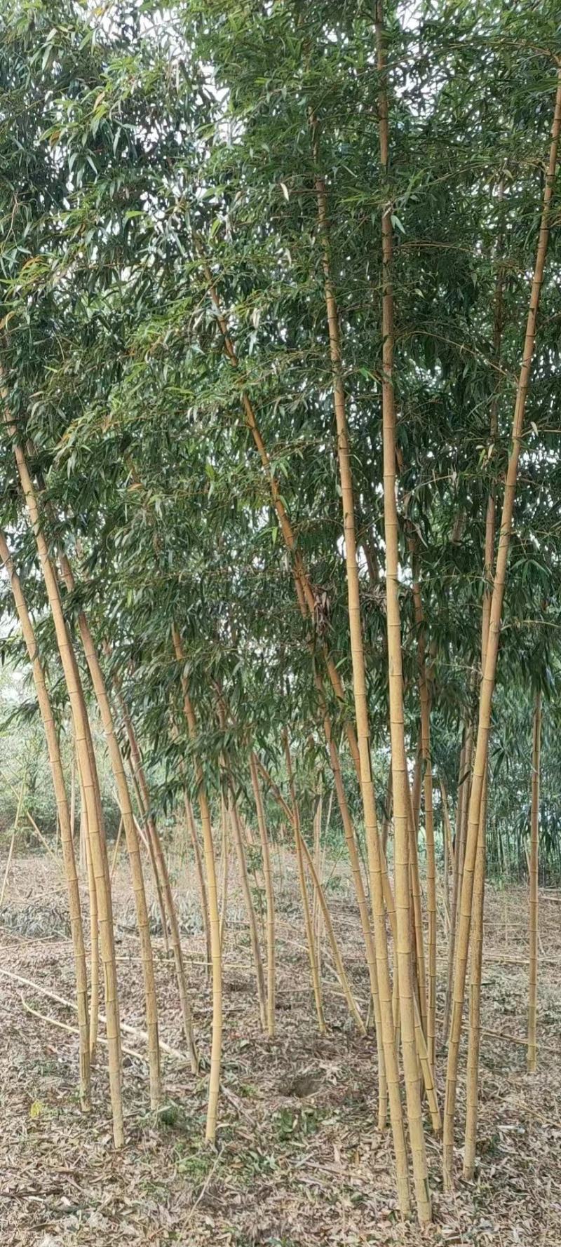 黄金竹