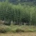 斑竹