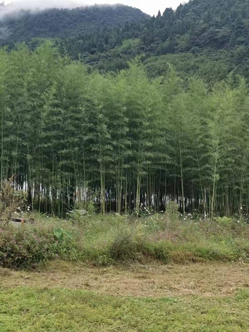 斑竹