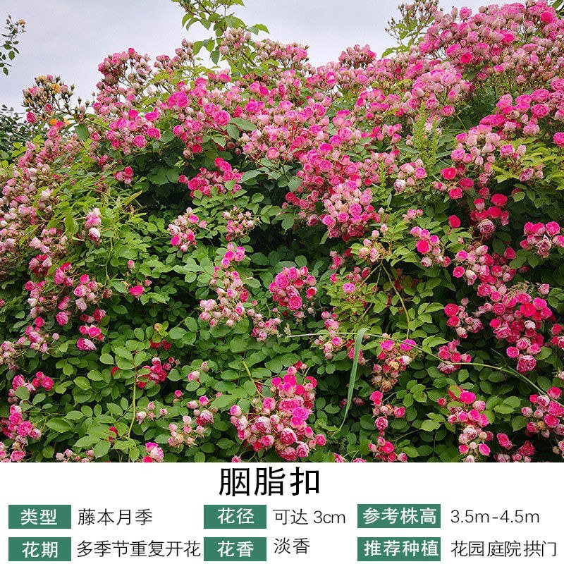 藤本月季爬藤月季蒂娜粉龙红龙王妃粉达30个品种