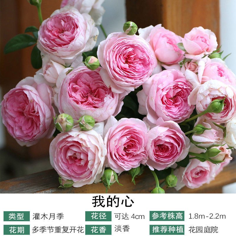 藤本月季爬藤月季蒂娜粉龙红龙王妃粉达30个品种