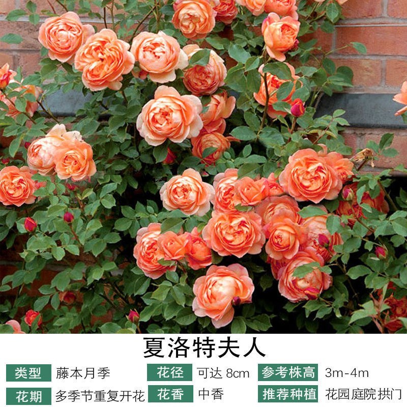 藤本月季爬藤月季蒂娜粉龙红龙王妃粉达30个品种