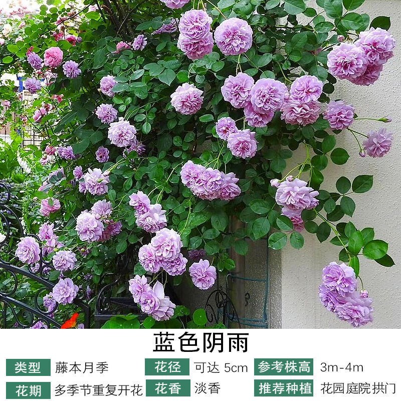 藤本月季爬藤月季蒂娜粉龙红龙王妃粉达30个品种