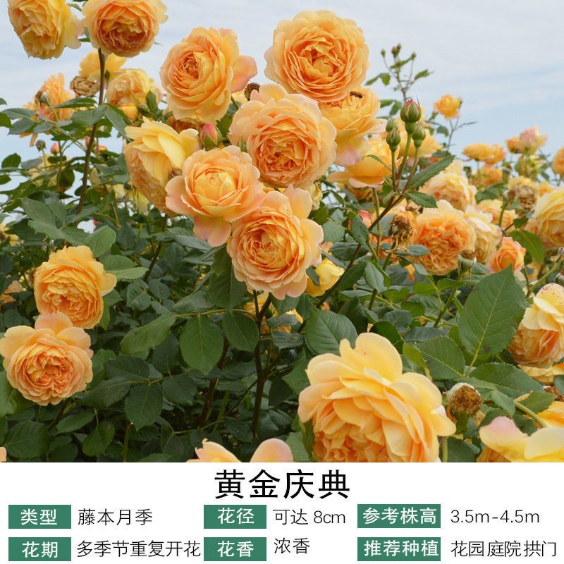 藤本月季爬藤月季蒂娜粉龙红龙王妃粉达30个品种