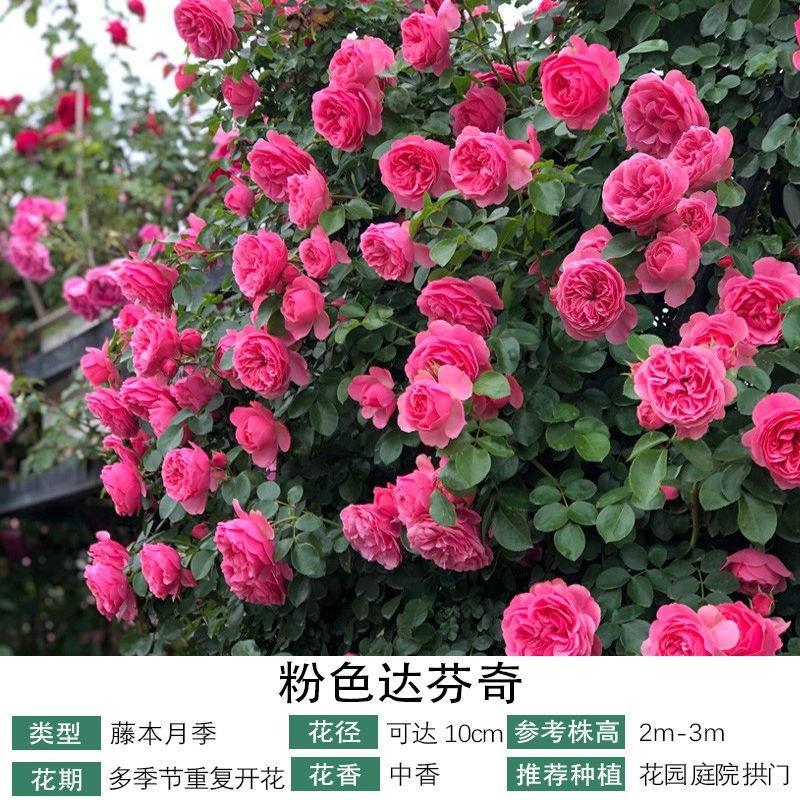 藤本月季爬藤月季蒂娜粉龙红龙王妃粉达30个品种
