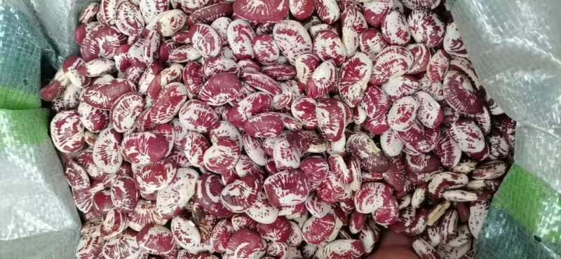 现货供应云南荷包豆大肾豆花芸豆非斑马豆袋装50斤