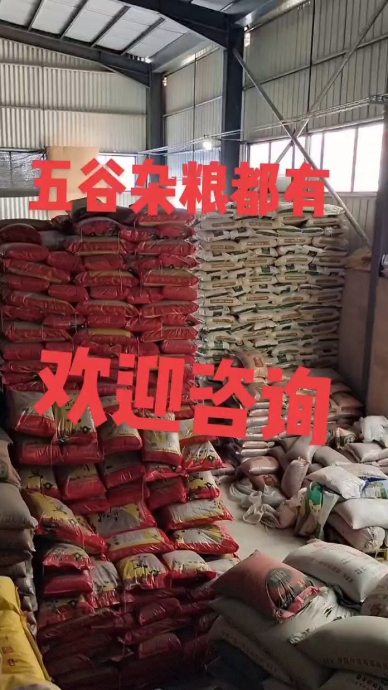 现货供应云南荷包豆大肾豆花芸豆非斑马豆袋装50斤