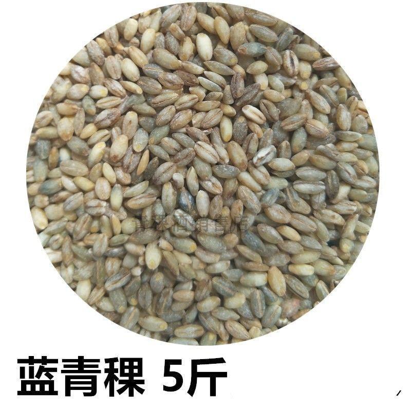 白青稞米蓝青稞米精选优质青藏高原黑青稞米甜醅原料