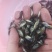 罗非鱼苗
