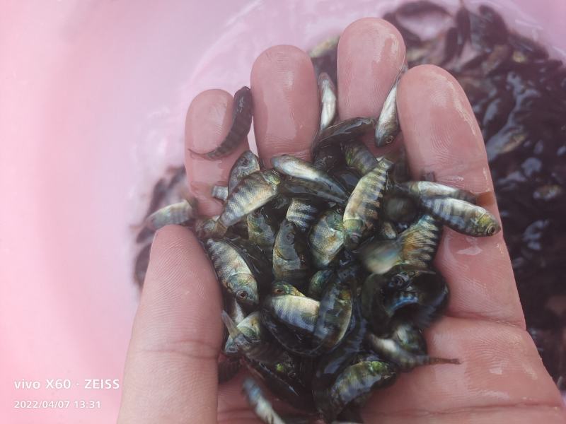 罗非鱼苗