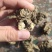 伏牛野生苍术无杂质苍术精选苍术干货无硫苍术干货中药材