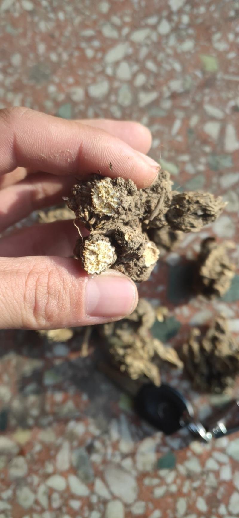伏牛野生苍术无杂质苍术精选苍术干货无硫苍术干货中药材