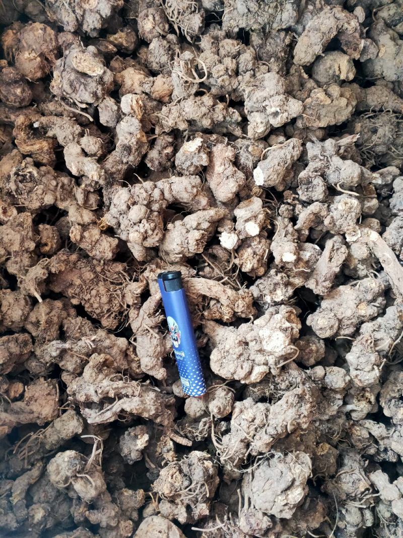 伏牛野生苍术无杂质苍术精选苍术干货无硫苍术干货中药材
