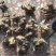 伏牛野生苍术无杂质苍术精选苍术干货无硫苍术干货中药材