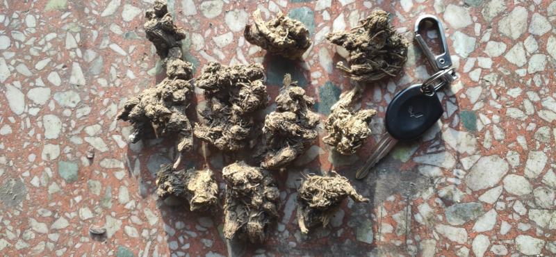 伏牛野生苍术无杂质苍术精选苍术干货无硫苍术干货中药材