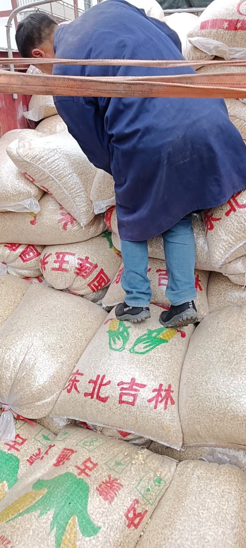 大量批发玉米面
