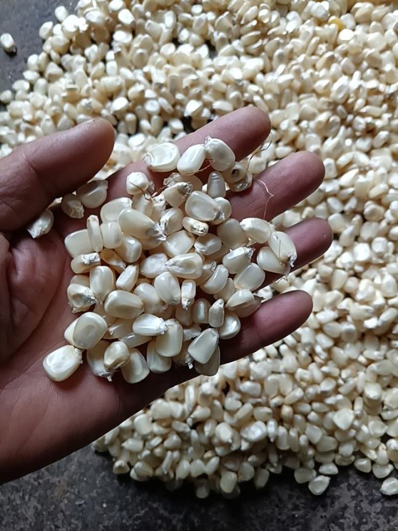 大量批发玉米面